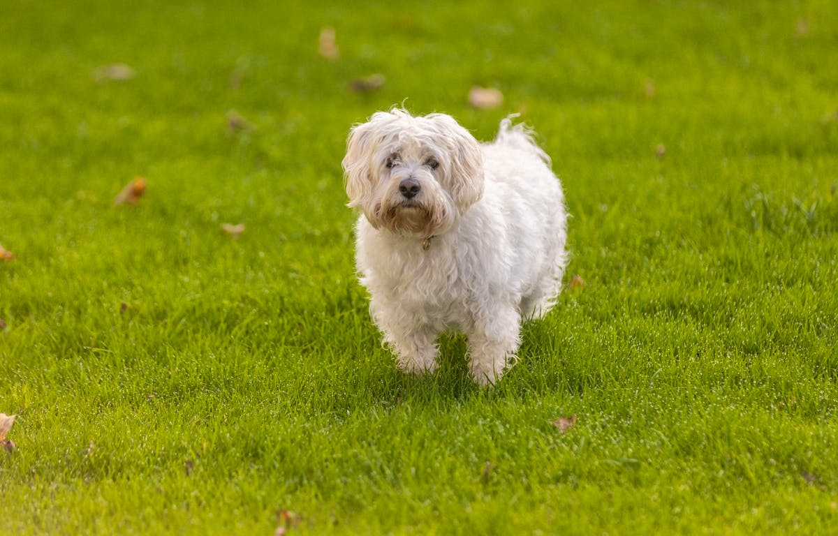 Ein Havaneser überlebte am Wochenende eine Hundeattacke nicht. Jetzt sucht die Polizei Zeugen zum Vorfall in Uetliburg SG. (Symbolbild)