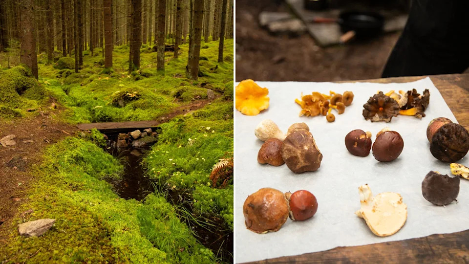  Asa Herrgård mushroom foraging