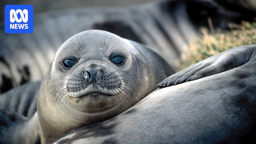 Bird flu confirmed in elephant seal population at Heard Island