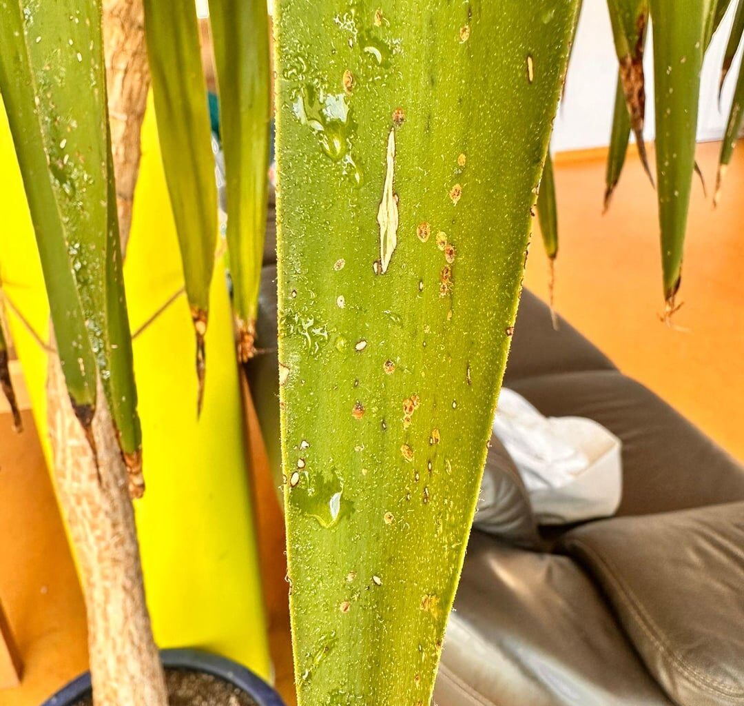 Was hat die Palme meiner Kollegin?