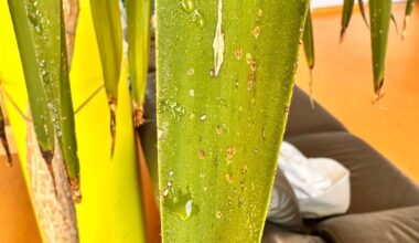 Was hat die Palme meiner Kollegin?