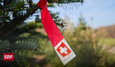 Schweizer Tannen trotzen dem Billig-Weihnachtsbaum-Trend - Radio SRF Musikwelle