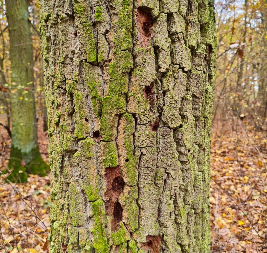 Das waren wohl Spechte auf Futtersuche?