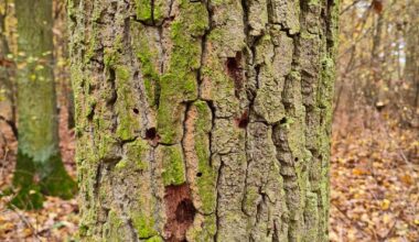 Das waren wohl Spechte auf Futtersuche?