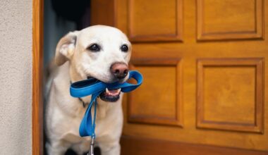 Privezovanje psov le še preteklost: visoke globe za kršitelje