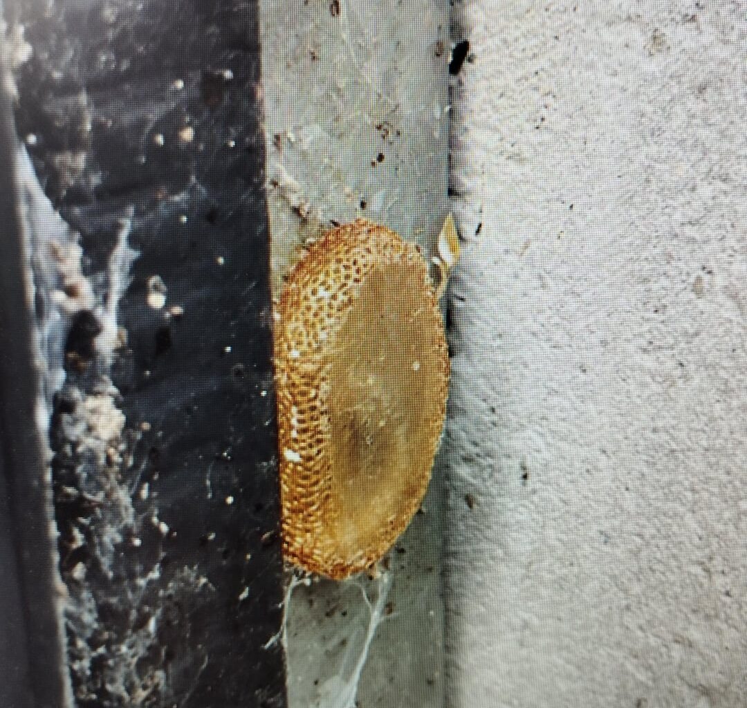 Welches Insekt könnte dies sein?