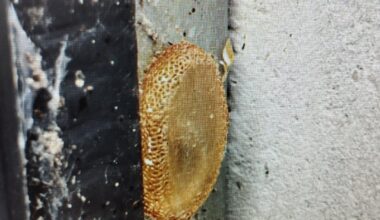 Welches Insekt könnte dies sein?