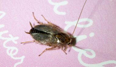 Tanger-Waldschabe? Bitte um Bestimmungshilfe!