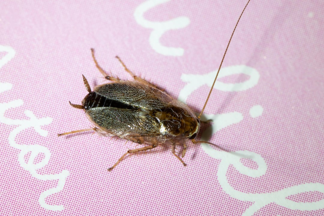 Tanger-Waldschabe? Bitte um Bestimmungshilfe!