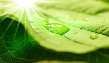 Defect found in plants could alter their role in climate change fight