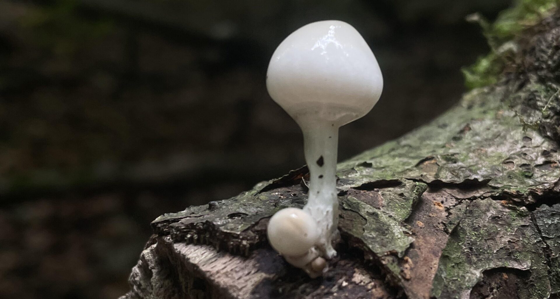 Welcher Pilz ist das? Weiß das zufällig jemand? :)