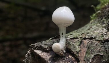 Welcher Pilz ist das? Weiß das zufällig jemand? :)