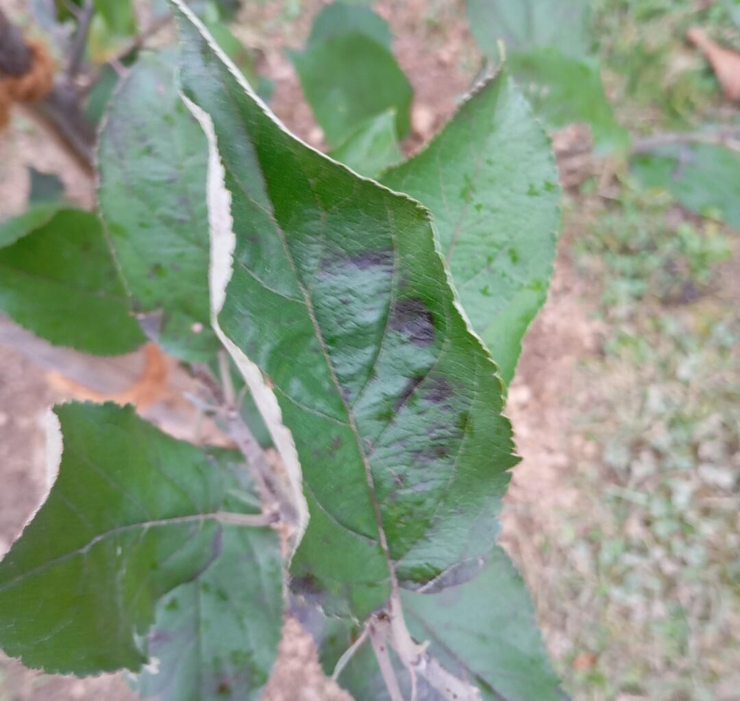 Frisch gesetzter Apfelbaum Elatar hat Flecken auf den Blättern. Ist das normal?