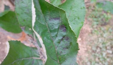Frisch gesetzter Apfelbaum Elatar hat Flecken auf den Blättern. Ist das normal?