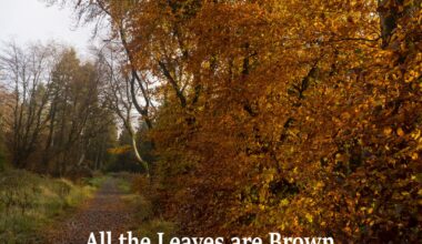 ALL the leaves are brown