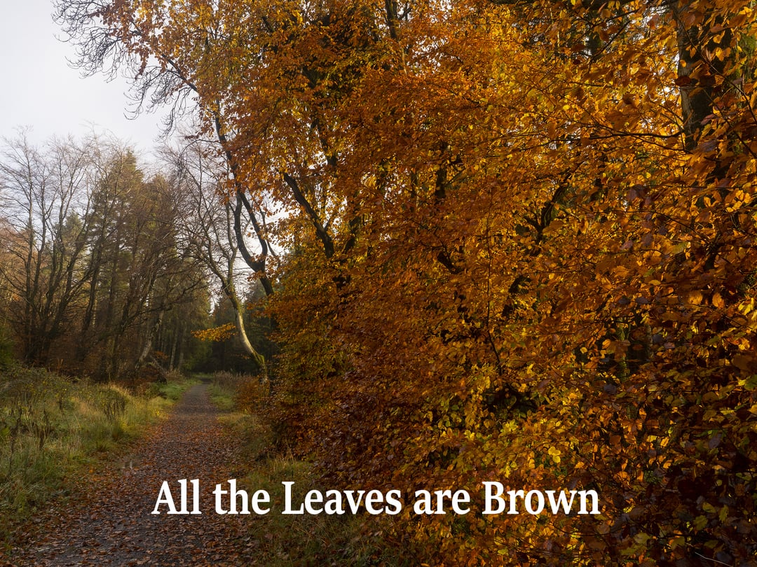 ALL the leaves are brown