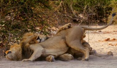 Second Nature Director on Elliot Page, LGBTQIA Representation in Animals