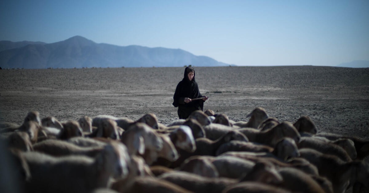 COP30 outcome: "Finance without emission cuts is like treating symptoms without curing the disease”