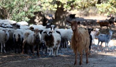 Greece proposes new measures to control sheep pox