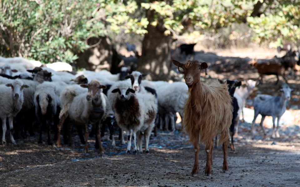 Greece proposes new measures to control sheep pox