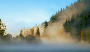 Guest Idea: Tokenization of Environmental Assets & Ecosystem Services