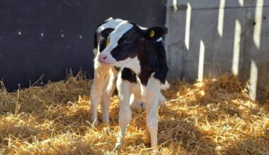 New data gathered from 35 cattle farms located across Great Britain revealed that there are still key gaps in controlling calf scour – despite improvements in colostrum management and hydration practices. 