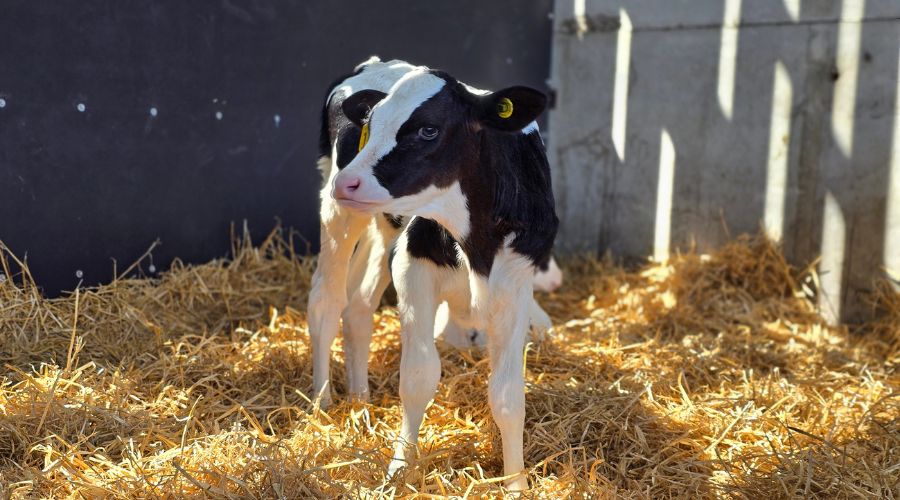 New data gathered from 35 cattle farms located across Great Britain revealed that there are still key gaps in controlling calf scour – despite improvements in colostrum management and hydration practices. 