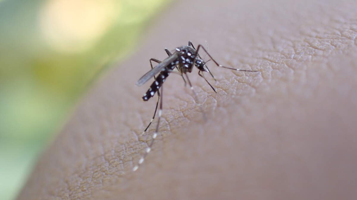 Tiger mosquitos bring new viruses and can survive and thrive in the country’s warmer conditions