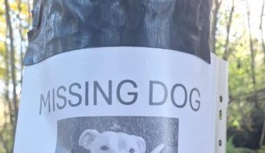 CHASE IS MISSING! 🙌🏻