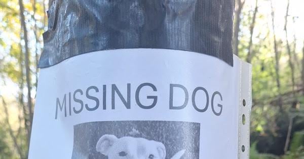 CHASE IS MISSING! 🙌🏻