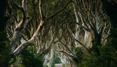 Dark-hedges