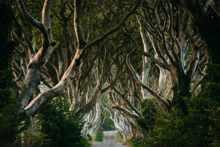 Dark-hedges