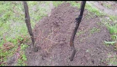 Засадихме хинап. Който е гледал може ли съвети за отглеждането? Мерси!