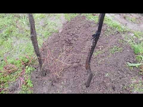 Засадихме хинап. Който е гледал може ли съвети за отглеждането? Мерси!