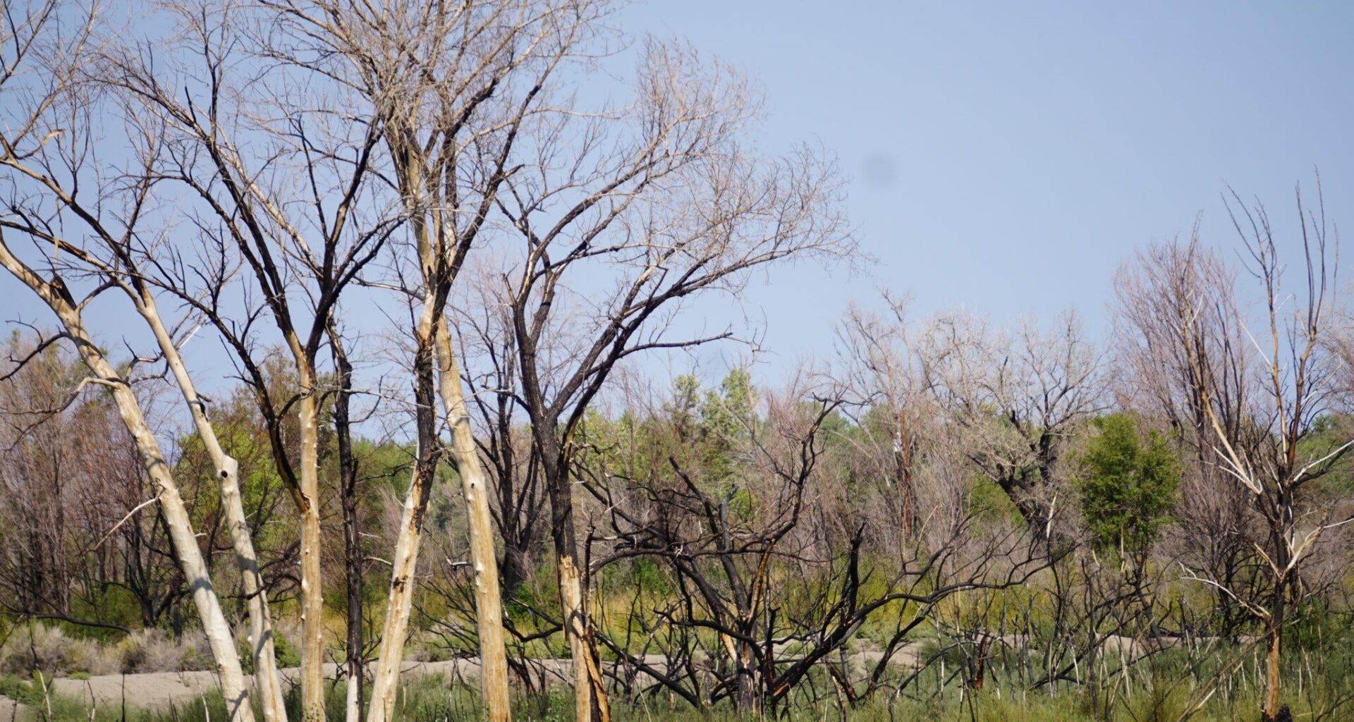 A tribe in Nevada finally had funding for climate resilience. Then a grant was ripped away.