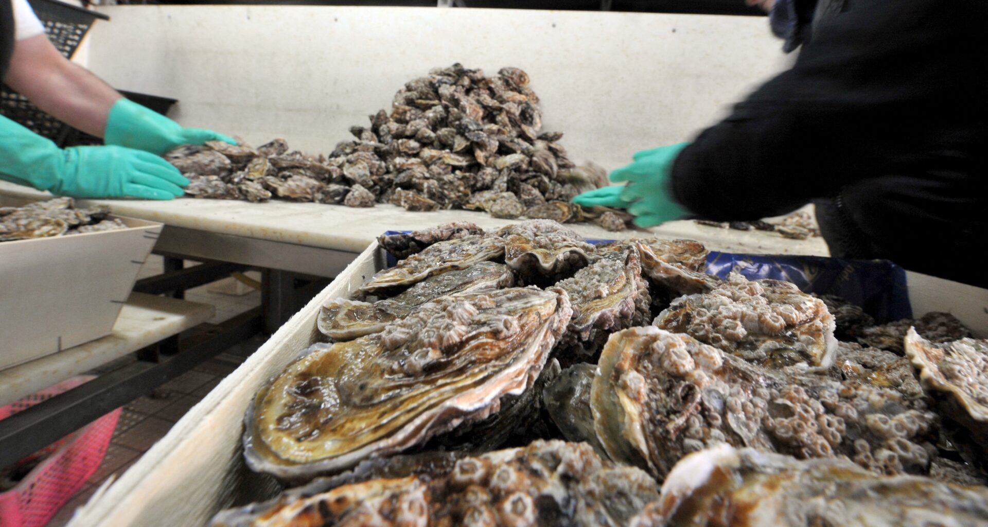 Oysters are dying off in huge numbers in Japan. Nobody knows why