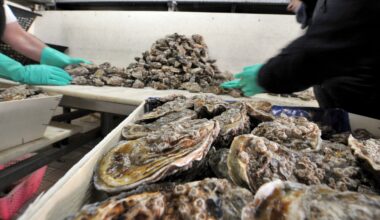 Oysters are dying off in huge numbers in Japan. Nobody knows why