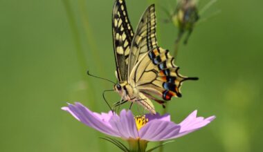 Better monitoring to support restoration of EU pollinators