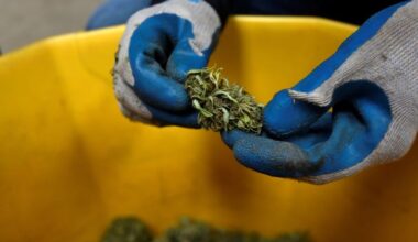 How the bill that ended the shutdown could threaten the U.S. hemp industry’s future: legislation Congress passed this past week to reopen the government included a provision banning intoxicating products made out of hemp plants