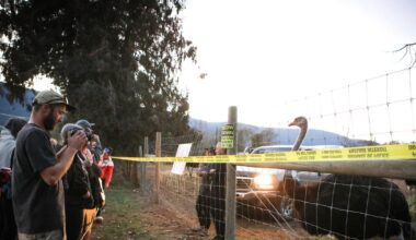 Supreme Court’s dismissal of B.C. ostrich cull appeal has ‘political and social’ implications: virologist - CTV News