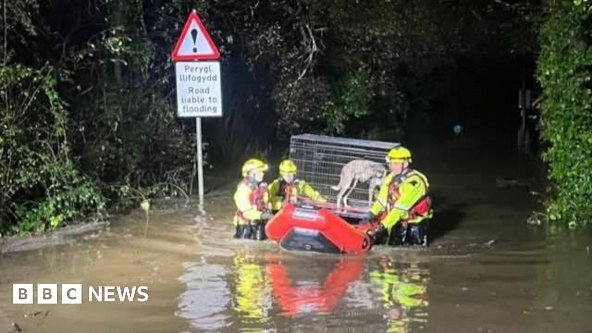 Flooding traps 28 dogs in loft as rain swells Welsh rivers