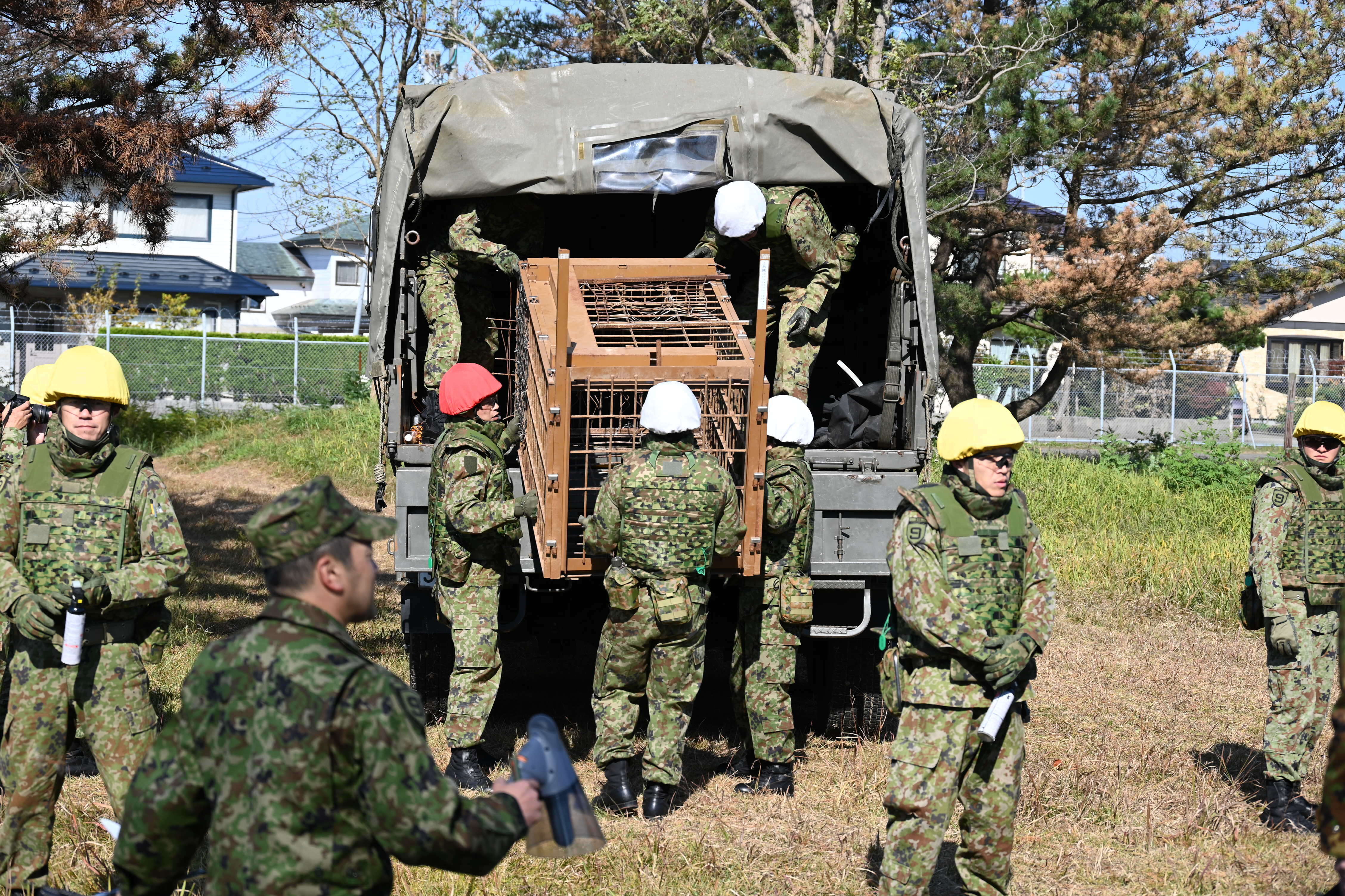 In this photo provided by the Japan Self Defence Forces Akita Camp, Self Defence Forces personnel unload a bear cage from a military truck in JSDF Akita Camp, Akita, northern Japan, Thursday, 30 October 2025