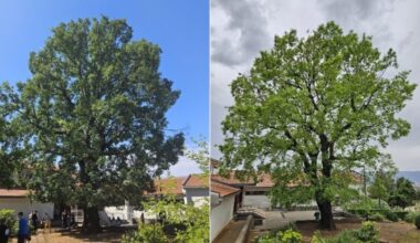 250-year-old oak named Croatia’s Tree of the Year 2025
