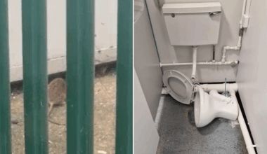 Rats as ‘big as cats’ and leaking sewage filmed at ex-RAF base housing migrants