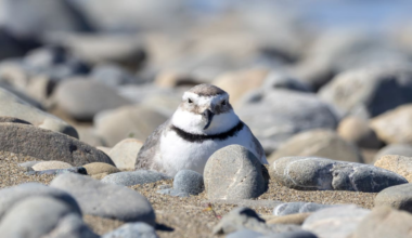 No shore thing: Steve Braunias on the perfectly deformed wrybill snubbed again for Bird of the Year