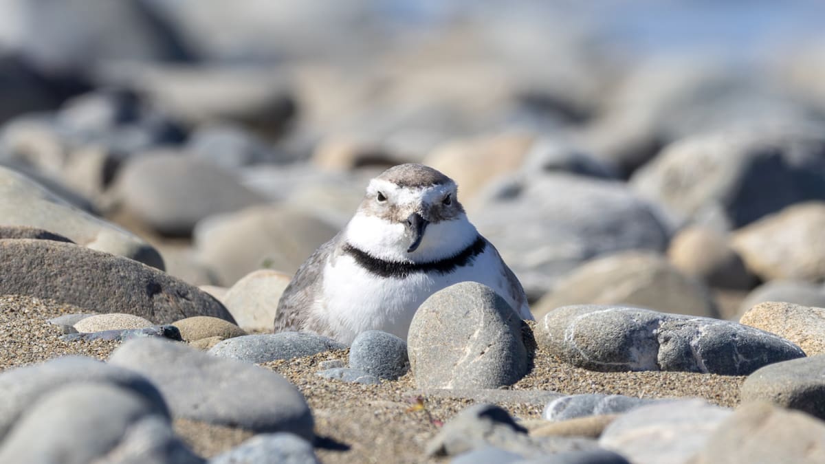 No shore thing: Steve Braunias on the perfectly deformed wrybill snubbed again for Bird of the Year