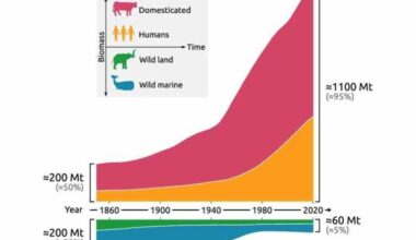 In 170 Years, Wild Mammal Biomass Has Halved, While Livestock Biomass Has Quintupled. 95% of Mammals on Earth Are Now Livestock and Humans, Leaving Only 5% for Wildlife
