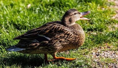 Ente stößt in Dresden mit Fußgängerin zusammen und stirbt
