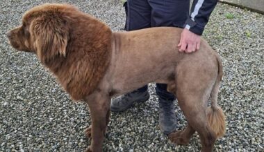 Look: 'Lion' on the loose in Ireland was a big dog 'with a fresh haircut'
