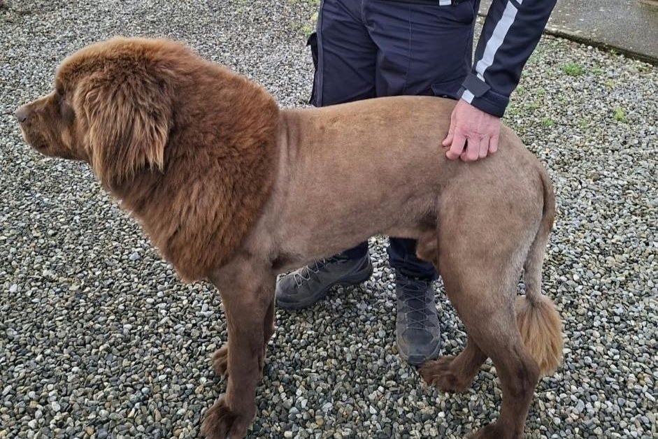 Look: 'Lion' on the loose in Ireland was a big dog 'with a fresh haircut'